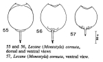 Lecane cornuta
