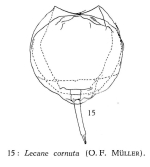 Lecane cornuta