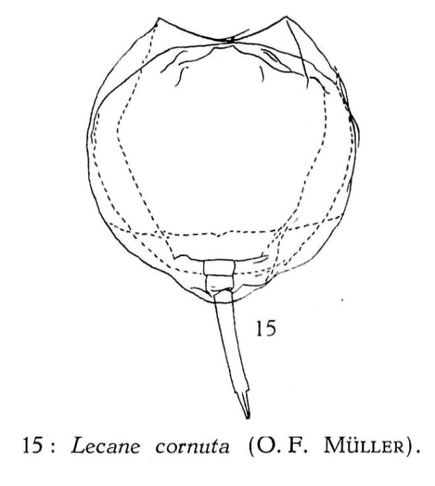 Lecane cornuta Lecane cornuta
