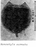 Lecane cornuta