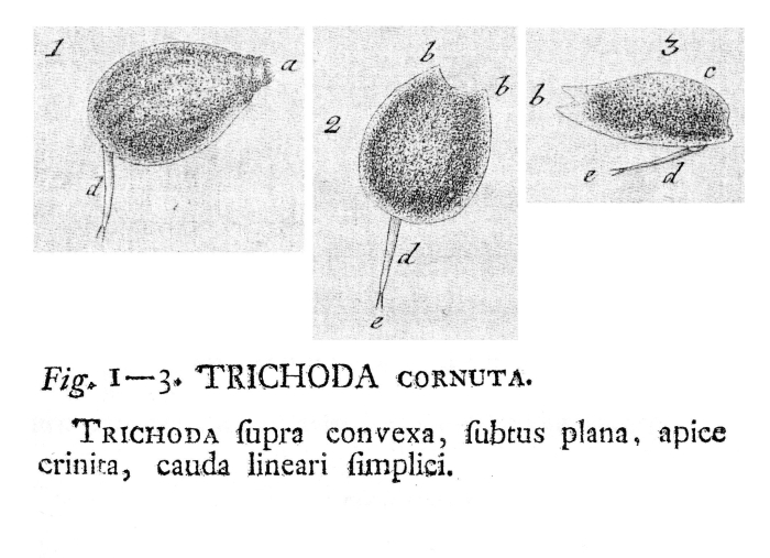 Lecane cornuta - Original description image