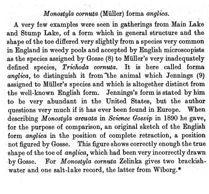 Lecane cornuta f. anglica - Original description image