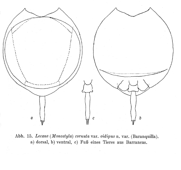 Lecane cornuta var. oidipus - Original description image