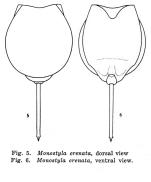 Lecane crenata