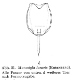 Lecane crenata
