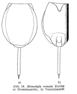 Lecane crenata