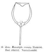 Lecane crenata