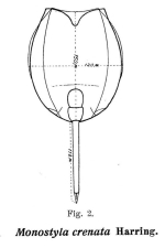 Lecane crenata