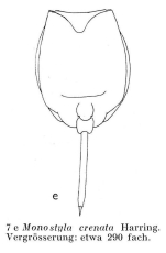 Lecane crenata
