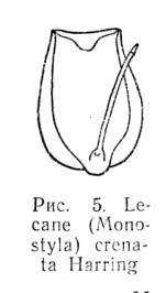 Lecane crenata