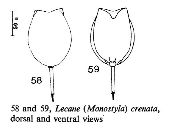 Lecane crenata Lecane crenata