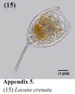 Lecane crenata