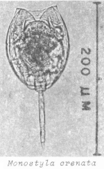 Lecane crenata
