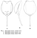 Lecane crenata
