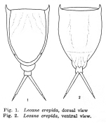 Lecane crepida