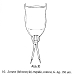 Lecane crepida