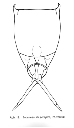 Lecane crepida