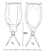 Lecane crepida