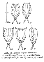 Lecane crepida
