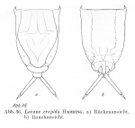 Lecane crepida