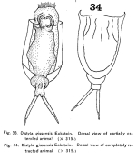 Lecane crepida