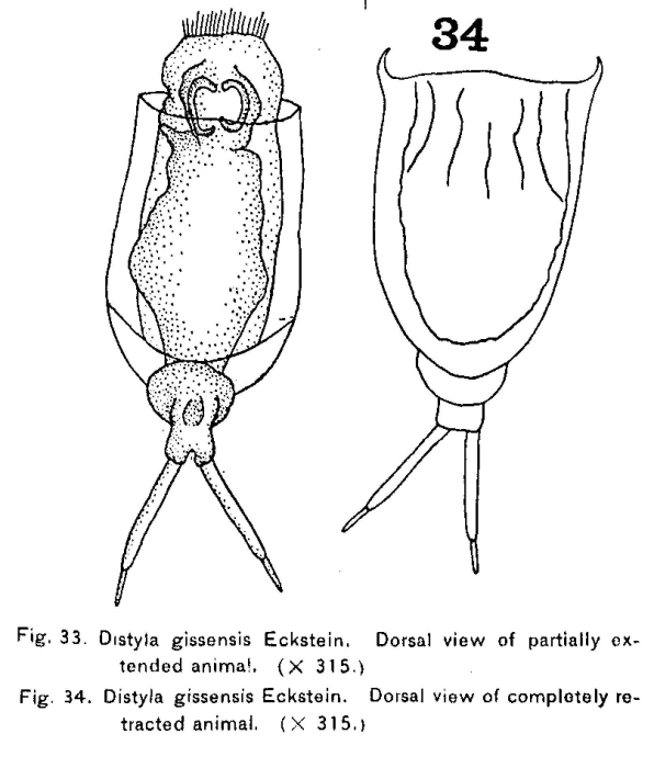 Lecane crepida Lecane crepida