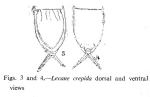 Lecane crepida