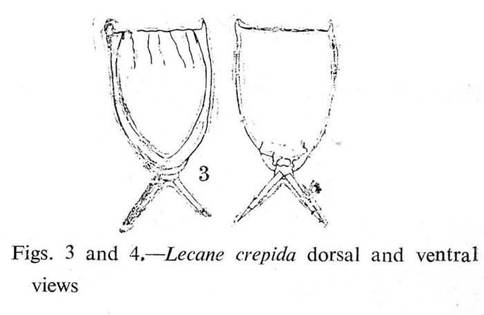 Lecane crepida Lecane crepida