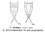 Lecane crepida
