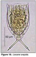 Lecane crepida