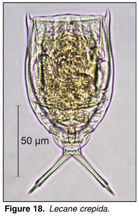 Lecane crepida Lecane crepida