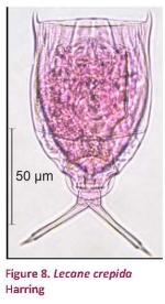 Lecane crepida