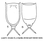Lecane crepida