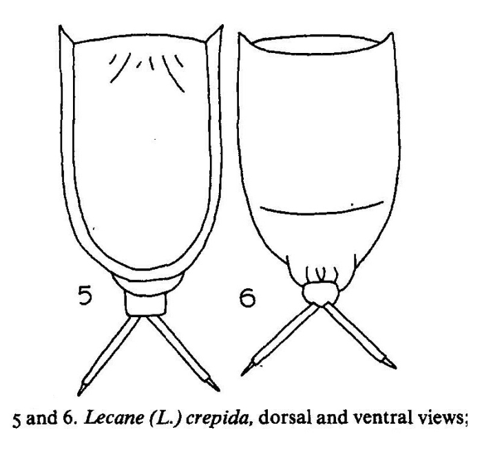 Lecane crepida Lecane crepida