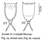 Lecane crepida