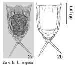 Lecane crepida