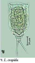 Lecane crepida