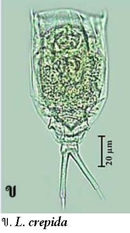 Lecane crepida Lecane crepida