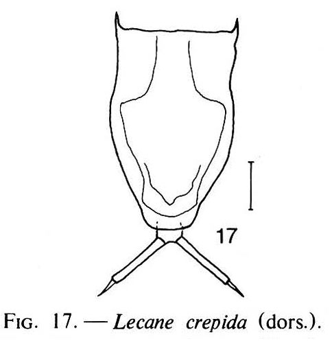 Lecane crepida Lecane crepida