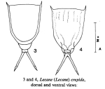 Lecane crepida