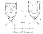 Lecane crepida
