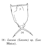 Lecane crepida