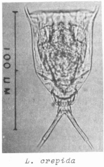 Lecane crepida