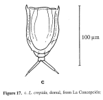 Lecane crepida