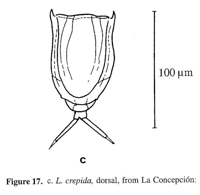 Lecane crepida Lecane crepida