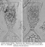 Lecane crepida