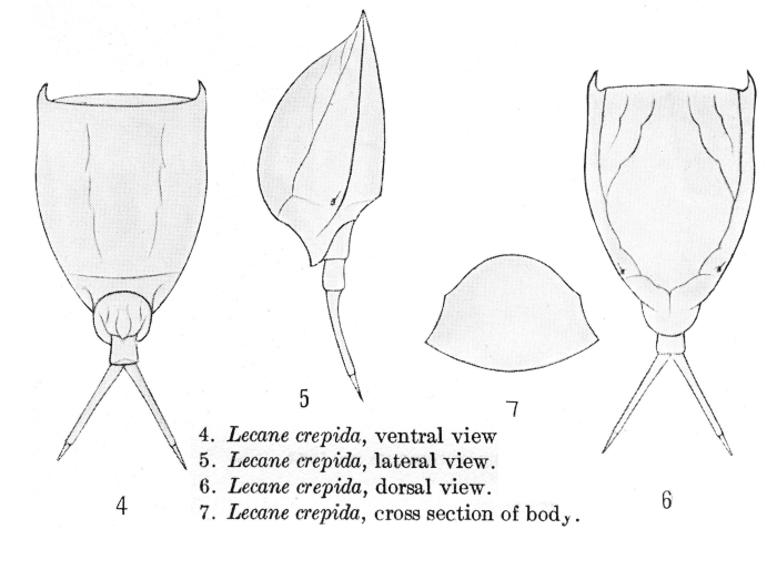 Lecane crepida - Original description image