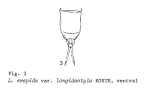 Lecane crepida longidactyla