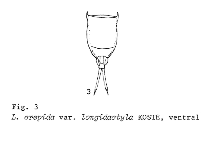Lecane crepida longidactyla Lecane crepida longidactyla
