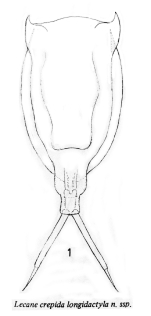 Lecane crepida longidactyla - Original description image
